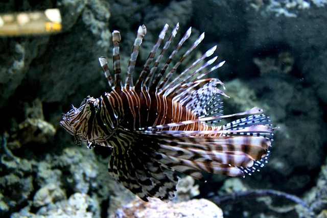 鱼 海洋馆 水族馆 - 上的免费照片