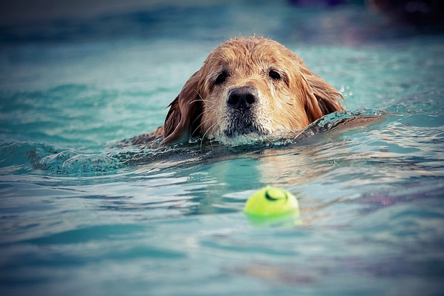 狗 游泳 水 - 上的免费照片