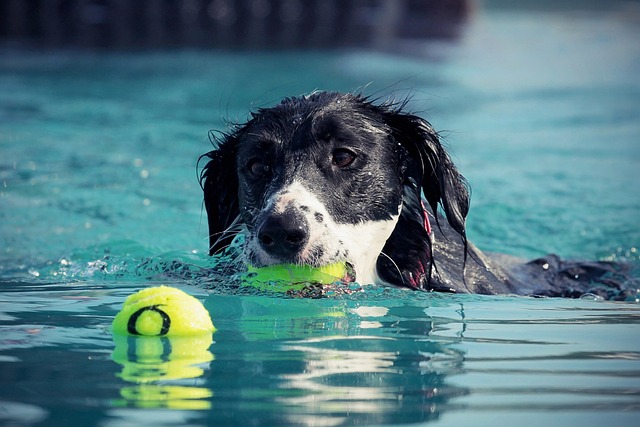 狗 游泳 水 - 上的免费照片