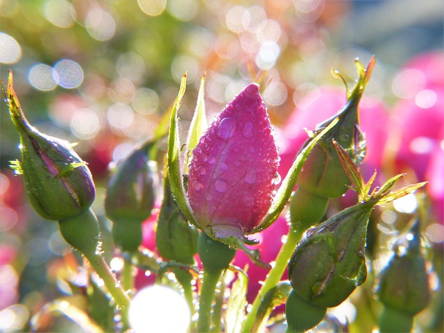 玫瑰 玫瑰花蕾 露 - 上的免费照片