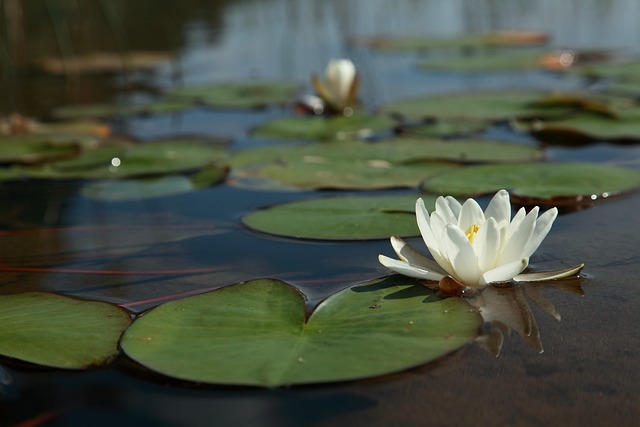 水百合花 睡莲叶 湖 - 上的免费照片