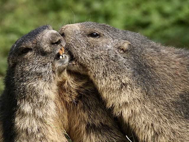 土拨鼠 啮齿动物 阿尔卑斯山 - 上的免费照片