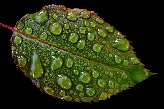 罗森布拉特 滴 雨滴 - 上的免费照片