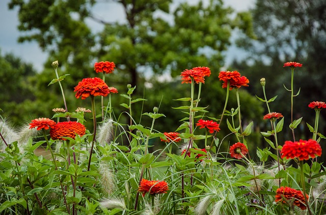 大丽花 开花 花园大丽花 - 上的免费图片