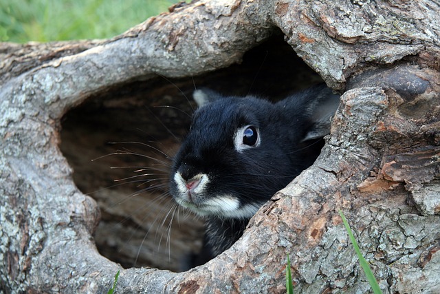 兔子 黑獭兔子 日志 - 上的免费照片