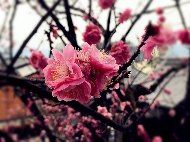 櫻花 粉紅色 日本 - 上的免费照片