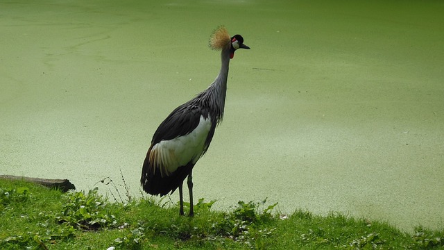 Grijze Kroonkraan Kraanvogel 沃格尔 - 上的免费照片