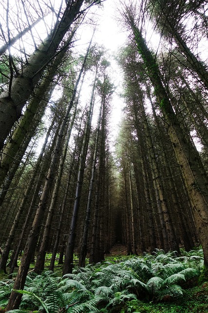 树木 森林 高的 - 上的免费照片