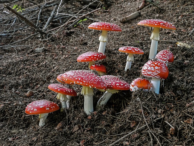 鹅膏菌 毒蝇 毒蝇伞 - 上的免费照片