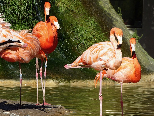 火烈鸟 粉色 鸟 - 上的免费照片