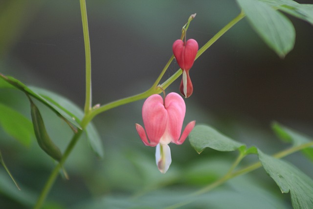 银钟 花 春天的花朵 - 上的免费照片