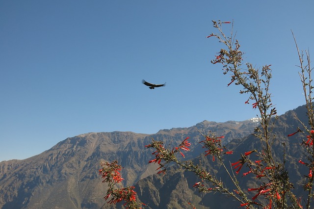 安第斯秃鹰 科尔卡大峡谷 交的秃鹰 - 上的免费照片