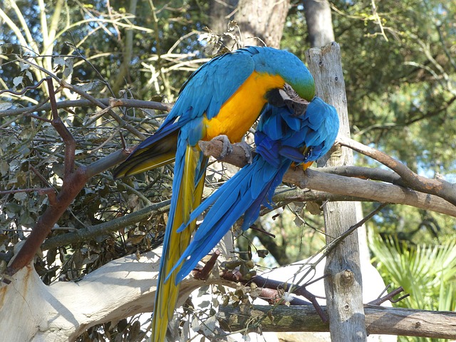 金刚鹦鹉 蓝色的 黄色 - 上的免费照片