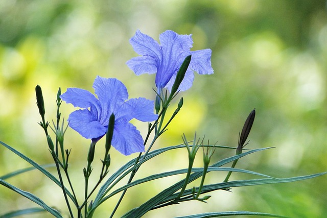 花 翠蘆莉 Ruellia Coerulea Britton - 上的免费照片