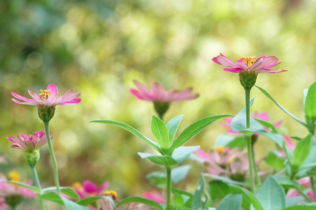 花 天人菊 花園 - 上的免费照片