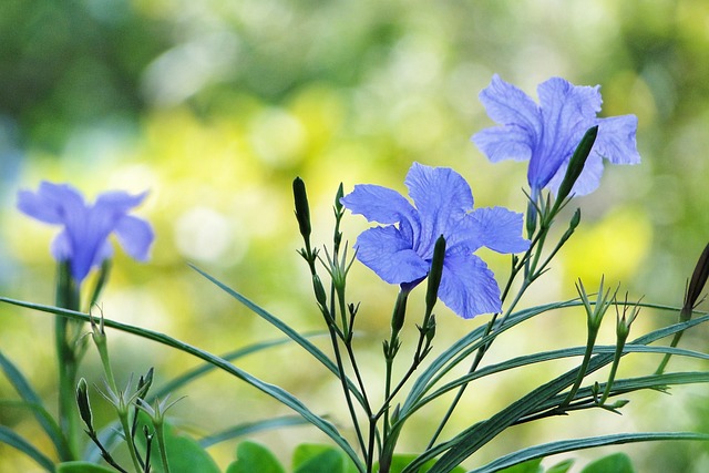 花 翠蘆莉 Ruellia Coerulea Britton - 上的免费照片