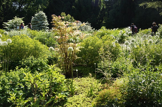 维森 瞄准的花园 植物 - 上的免费照片