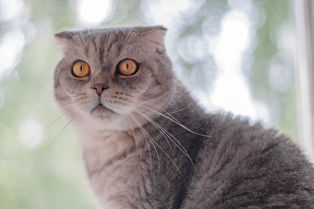 猫猫 视线 宠物 - 上的免费照片