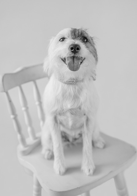 狗 宠物 肖像 - 上的免费照片