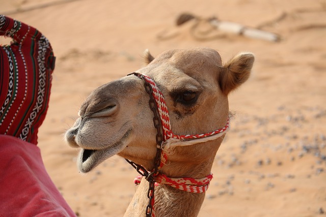骆驼 沙漠 Hello - 上的免费照片