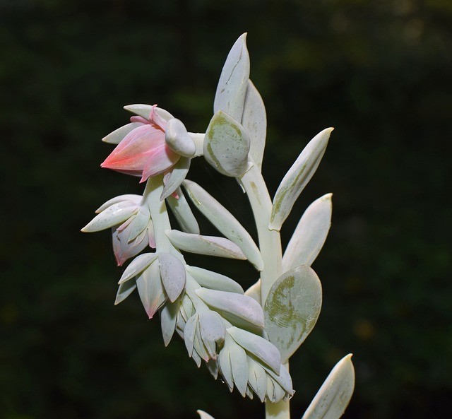 Echeveria花尖峰 多汁的 芽 - 上的免费照片