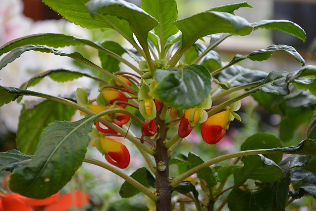 鲜花 植物 凤仙花扎伊尔 - 上的免费照片