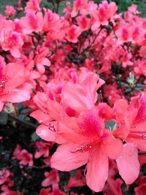 豔麗 花朵 - 上的免费照片