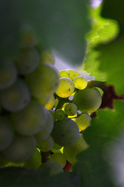葡萄 绿色的葡萄 秋果 - 上的免费照片