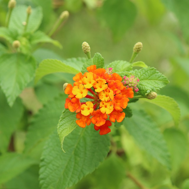 叶子 植物 花 - 上的免费照片