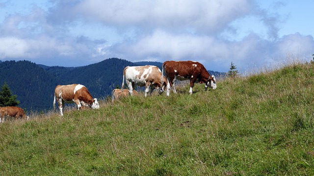 阿尔姆 牧场 奶牛 - 上的免费照片