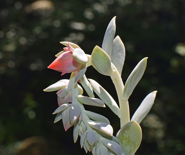 Echeveria花尖峰 多汁的 芽 - 上的免费照片