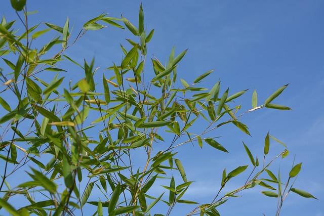 竹 焗 蓝天 - 上的免费照片