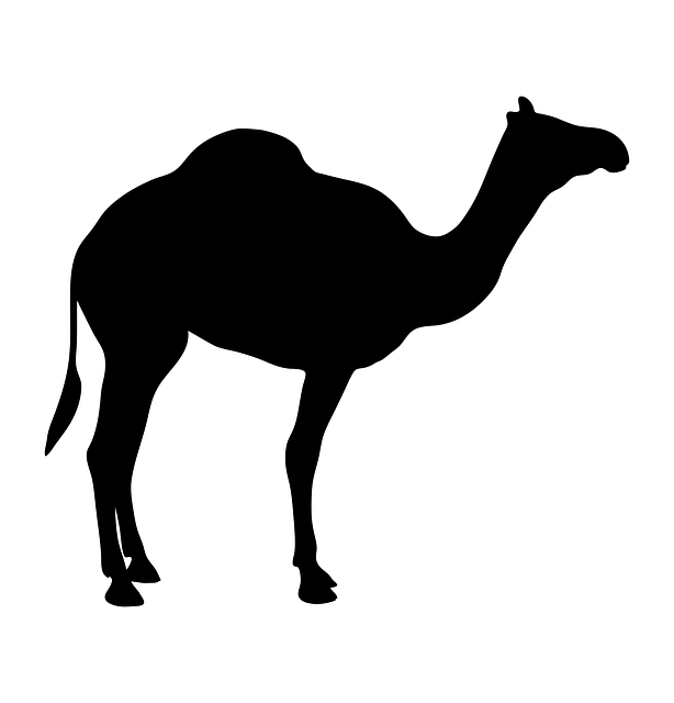 骆驼 动物 轮廓 - 免费矢量图形