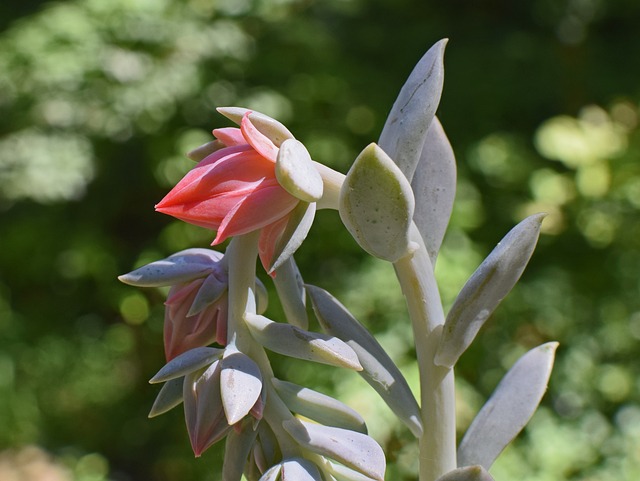 Echeveria花蕾 多汁的 芽 - 上的免费照片