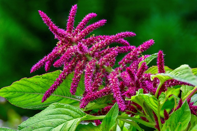 狐尾 植物 花草甸 - 上的免费照片