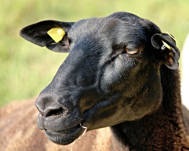 羊 肖像 羊头 - 上的免费照片