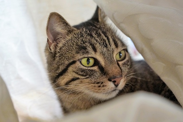 猫 窗帘 老虎 - 上的免费照片