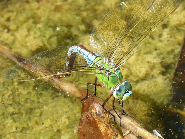 蜻蜓 Aeshna Cyanea 湿屁股 - 上的免费照片