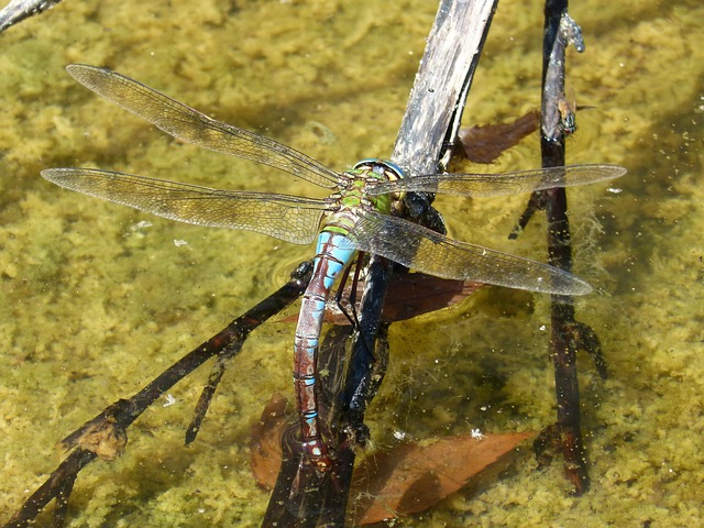 蜻蜓 Aeshna Cyanea 湿屁股 - 上的免费照片