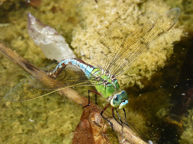 蜻蜓 Aeshna Cyanea 湿屁股 - 上的免费照片