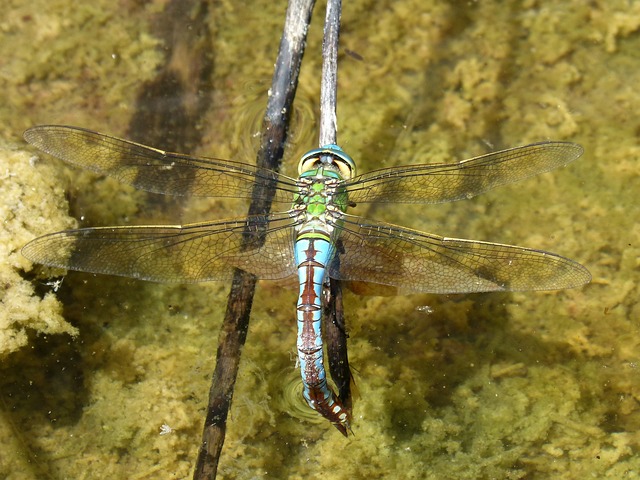 蜻蜓 Aeshna Cyanea 湿屁股 - 上的免费照片