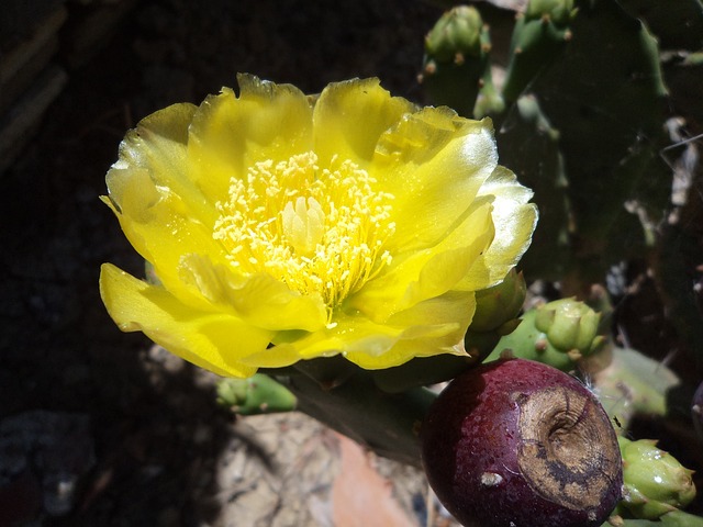 Flor De Chumbo 黄花 - 上的免费照片