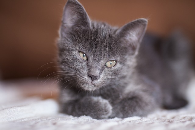 猫 灰色的 动物 - 上的免费照片