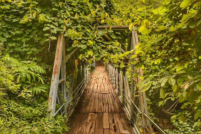 森林 Narsimhaswamy寺 印度 - 上的免费照片