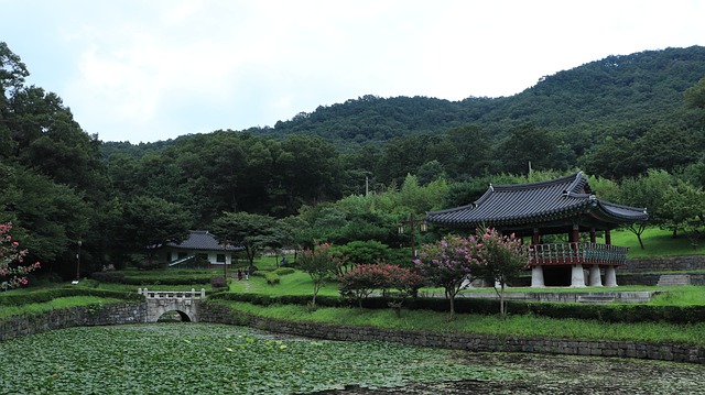 池塘 水 树 - 上的免费照片