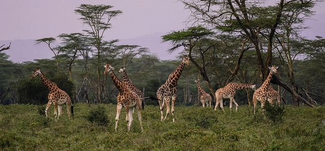 长颈鹿 放牧 萨凡纳 - 上的免费照片
