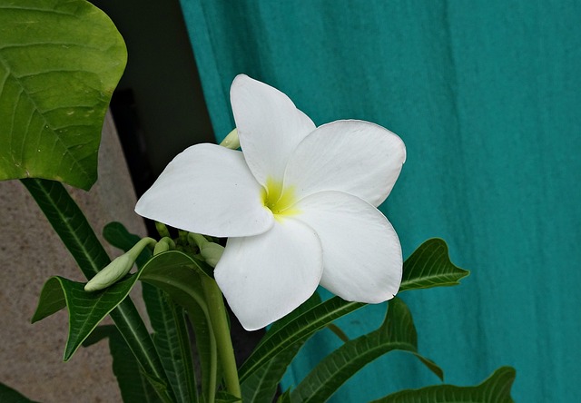 鸡蛋花Pudica 花 姜黄色百合花 - 上的免费照片