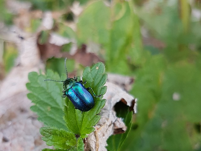 Chrysolina Coerulans 天蓝色叶甲虫 甲虫 - 上的免费照片