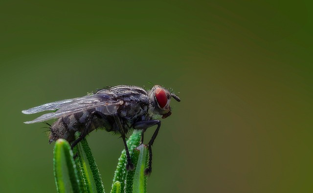 宏 尼康 D810 - 上的免费照片