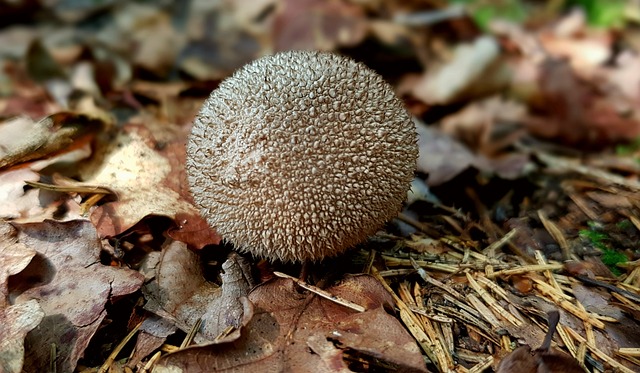 森林蘑菇的蘑菇 牛人 森林 - 上的免费照片